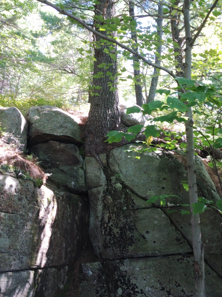 A tree growing in rock near the peak of Prospect Mountain makes a strong case for blooming where one is planted. Photo credit: M. Ciavardini