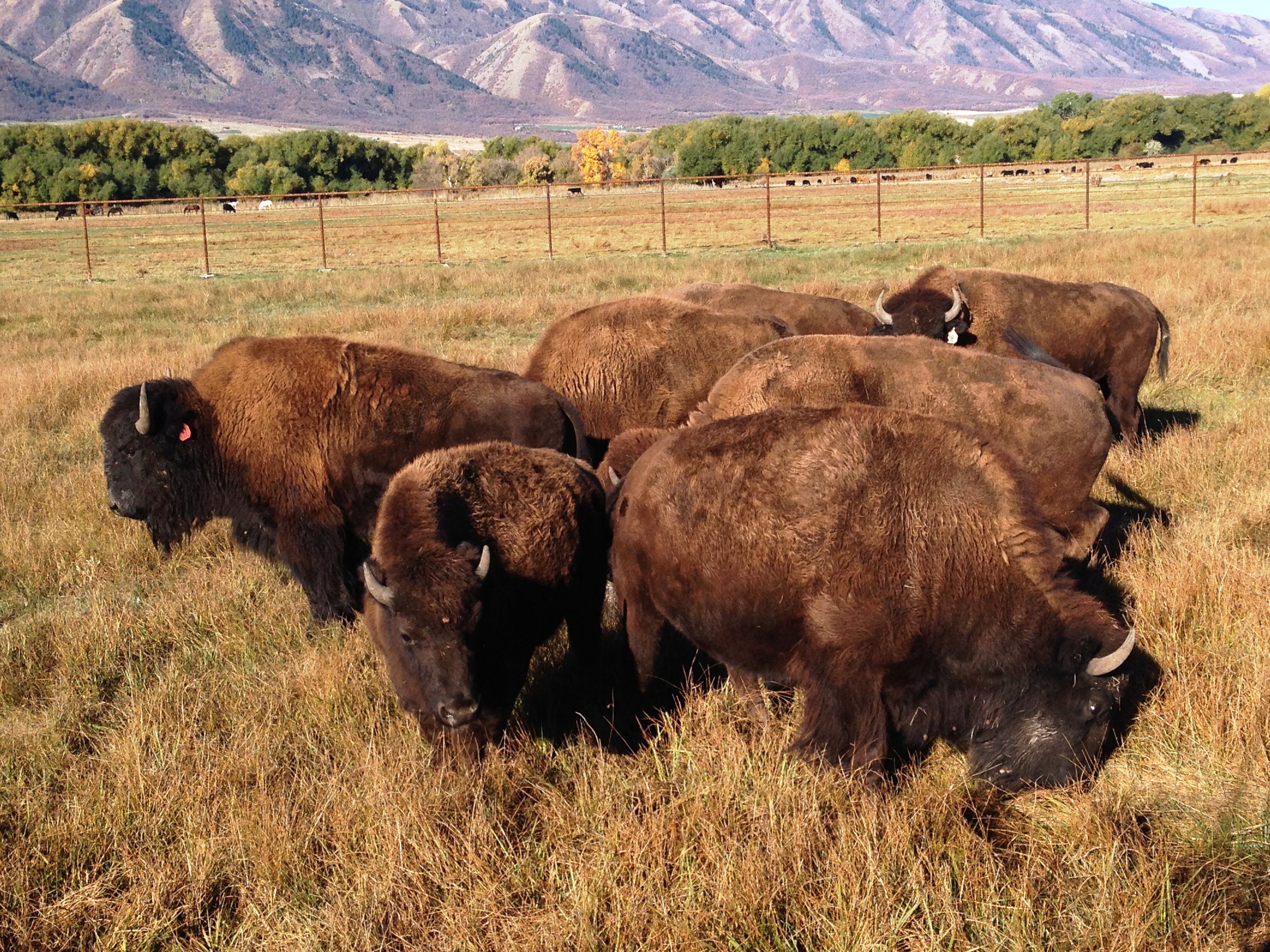 Is there a difference between buffalo and bison? We will find out on our visit to the American West Heritage Center. Photo courtesy of Logan, Utah/Cache Valley Visitors Bureau