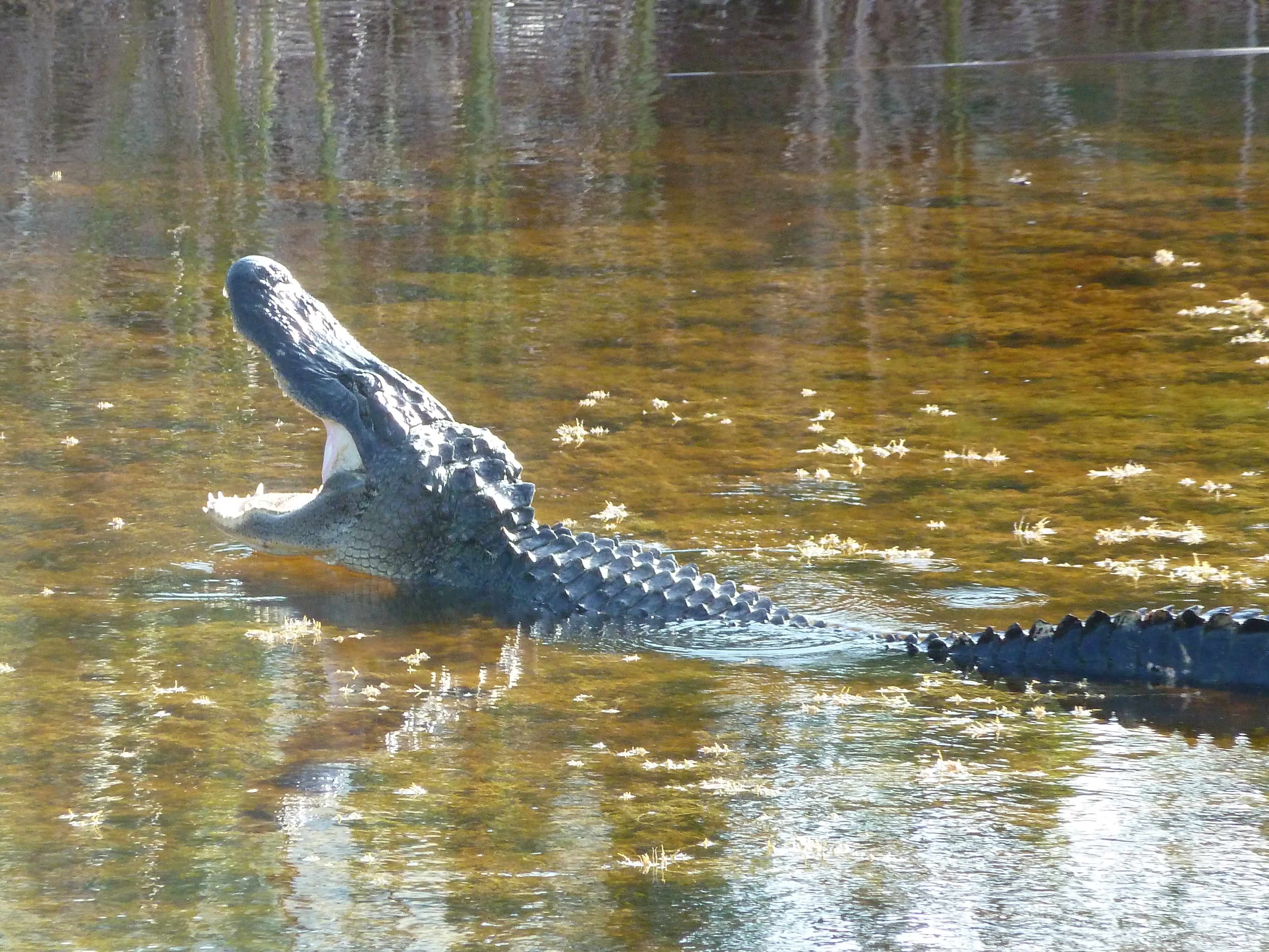 An alligator in Florida. Photo credit: M. Ciavardini