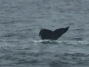 A whale watch off Cape Cod, Mass. does not disappoint. Photo credit: M. Ciavardini