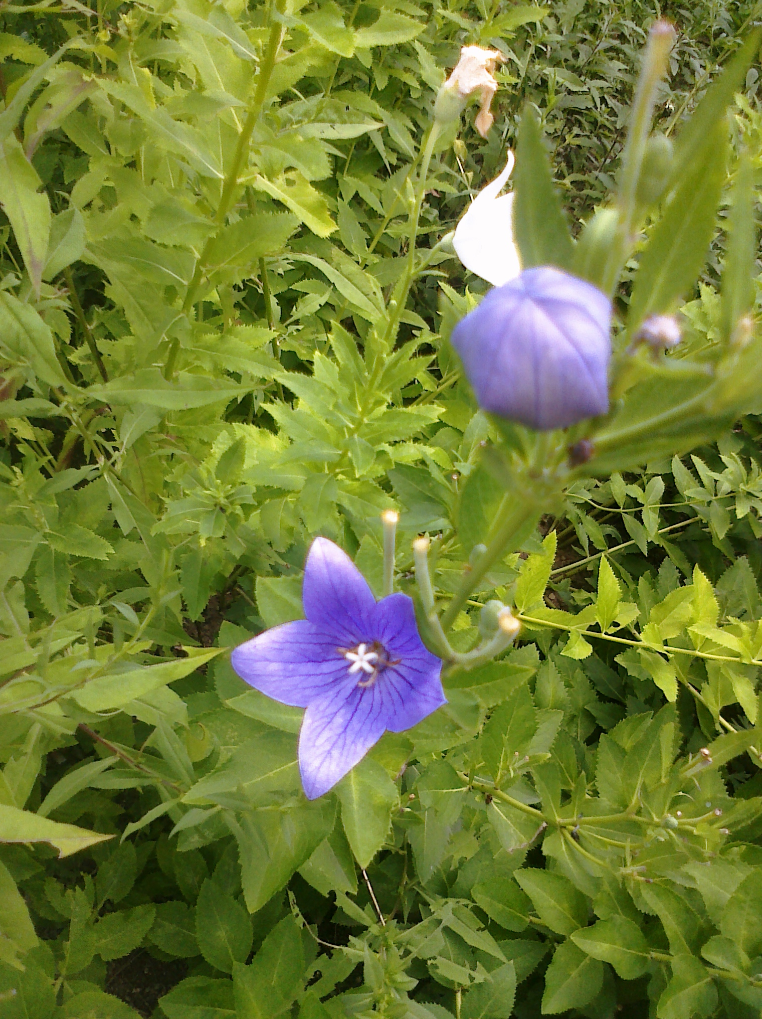 boscobel-blue-flower-CIMG0068.jpg