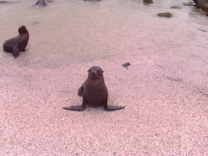 A sea lion in the Galapagos Islands. Photo credit: L. Tripoli.