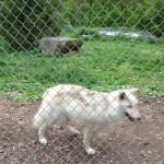 Visitors are in an enclosure at the Wolf Conservation Center; the wolves run freely in their habitat. Photo credit: L. Tripoli