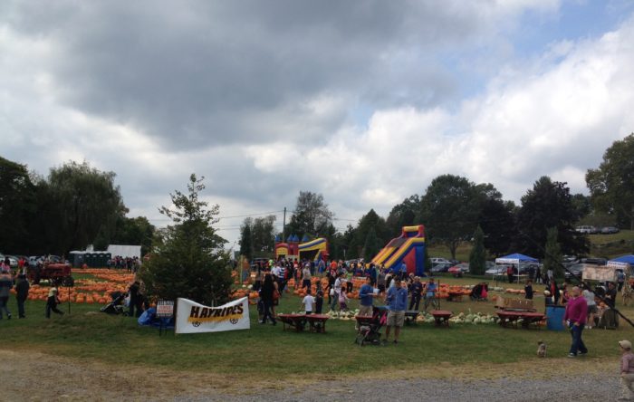 harvest moon pumpkin patch