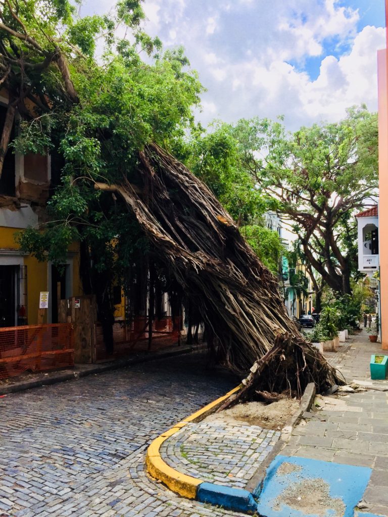 Although some downed vegetation remains, Old San Juan is very walkable for tourists. This photograph was taken on Nov. 17, 2017. Photo credit: M. Ciavardini.
